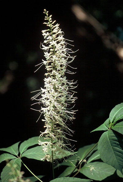 {Aesculus parviflora}